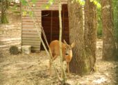 Centre de Soins de la Faune Sauvage Poitevine : Entre soin des animaux et information sur les gestes de premiers secours