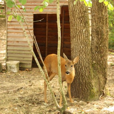 Centre de Soins de la Faune Sauvage Poitevine : Entre soin des animaux et information sur les gestes de premiers secours