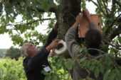 Des vignes plus respectueuses de l’environnement