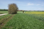 Bandes fleuries le long des champs : encourager le développement des insectes au service des cultures