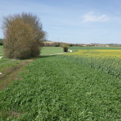 Bandes fleuries le long des champs : encourager le développement des insectes au service des cultures