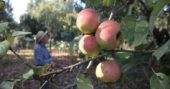 L’association Prom’Haies plante un verger de sauvegarde de fruits anciens