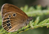 LISEA et CDC Biodiversité s’associent sur le long terme et déploient un programme de mesures de compensation environnementale en Gironde