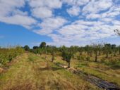 2ème appel à projets « Soutenir l’agriculture locale et durable » du Fonds SEA : 26 lauréats retenus