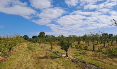 2ème appel à projets « Soutenir l’agriculture locale et durable » du Fonds SEA : 26 lauréats retenus