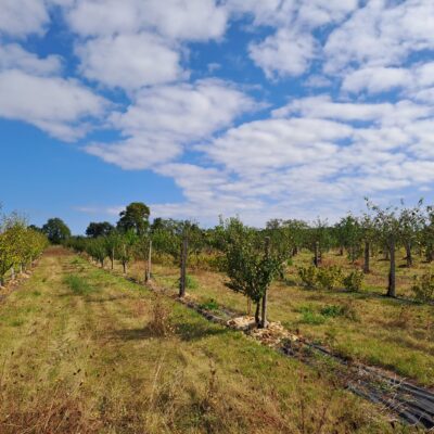 2ème appel à projets « Soutenir l’agriculture locale et durable » du Fonds SEA : 26 lauréats retenus