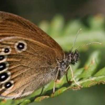 LISEA et CDC Biodiversité s’associent sur le long terme et déploient un programme de mesures de compensation environnementale en Gironde