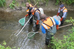 Truites pêchées à la pêche électrique