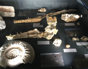 photo fossils archeo